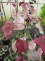 Preview: Judasbaum Carolina Sweetheart 2